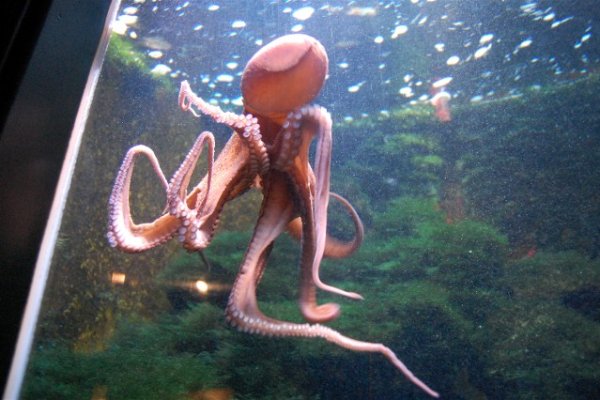 Кракен это современный маркетплейс