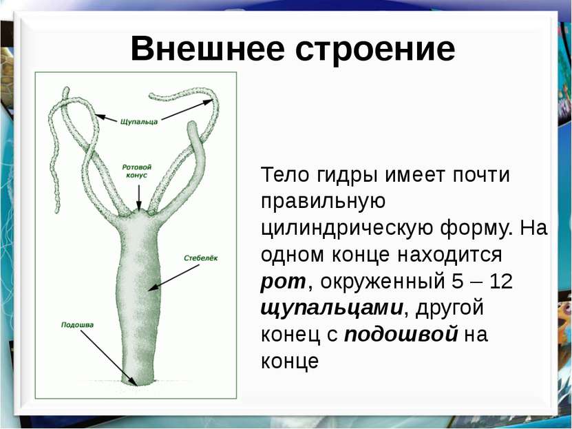 Кракен тор ссылка онион